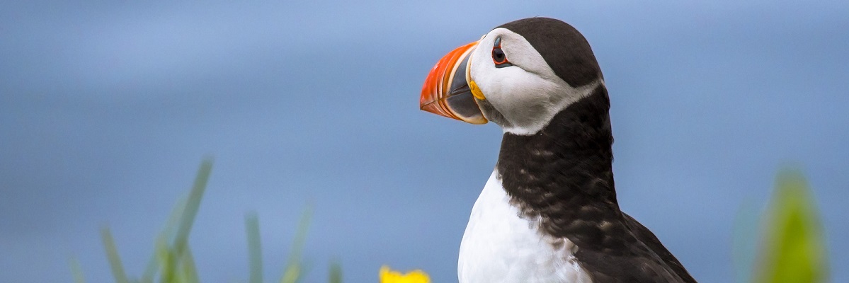 Where to Find Puffins in Iceland