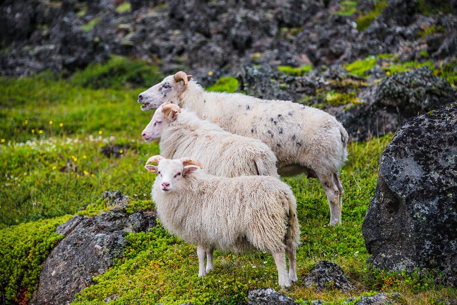 A History of Iceland's Farm Animals