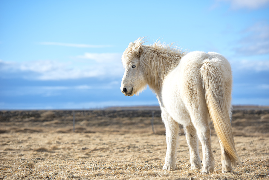 White Icelandic Horse | Reykjavik Rent a Car White Icelandic Horse