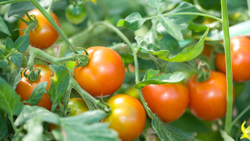 Location Spotlight: Fridheimar Tomato Farm